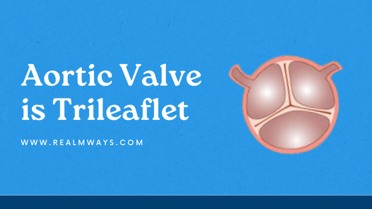 Aortic Valve is Trileaflet (Latest Study) 2024