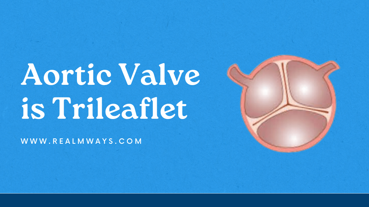 Aortic Valve is Trileaflet