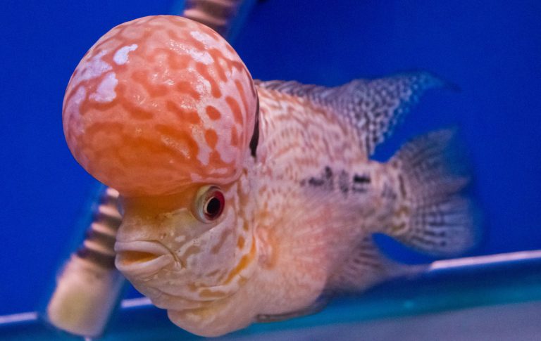 Fish with Big Heads: Exploring Nature’s Cranial Marvels