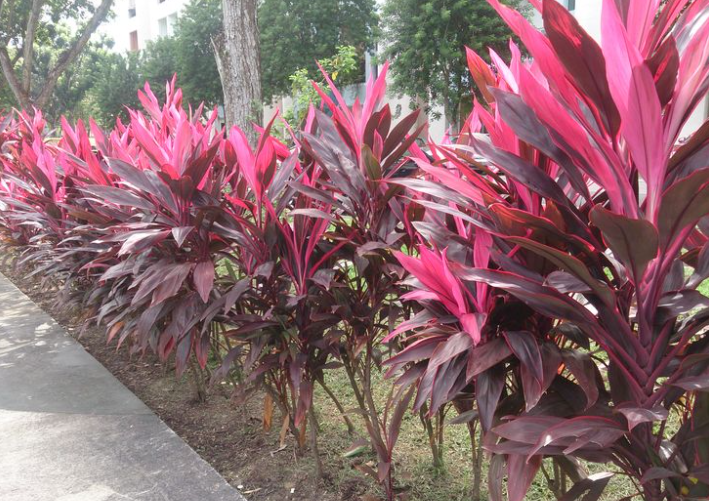 A Deeper Dive into Cordyline Care Tips: Reviving and Maintaining Vibrant Health