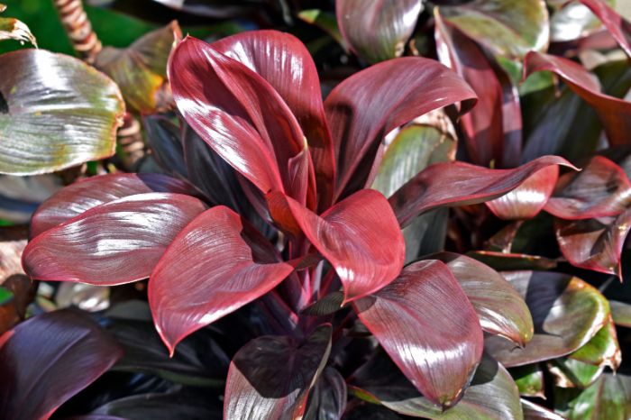 Advanced Techniques: Rejuvenating a Struggling Cordyline