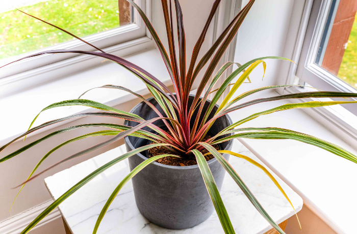 Can a Wilting Cordyline Be Saved? Rejuvenating a Struggling Cordyline