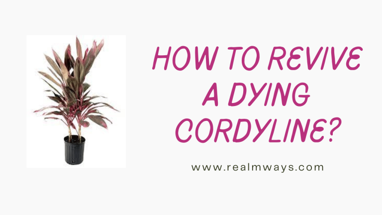 How to Revive a Dying Cordyline? [How To Revive it]
