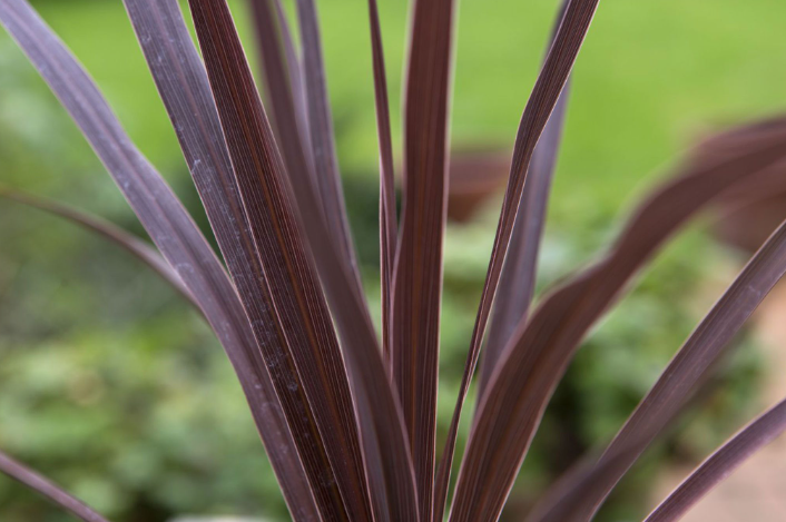 Troubleshooting a Dying Cordyline: Common Cordyline Plant Problems and Solutions